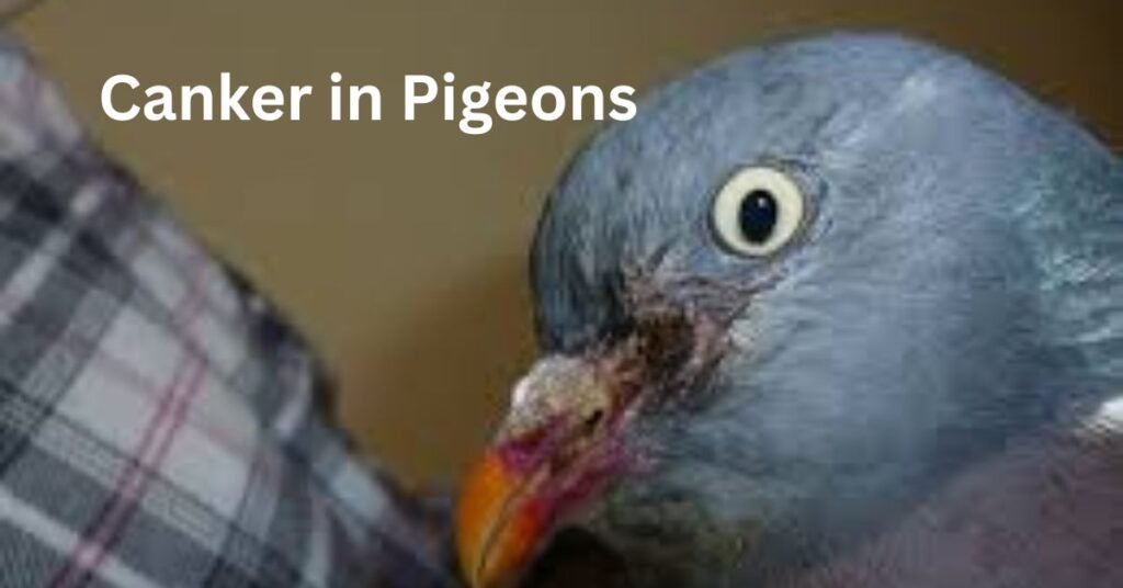 canker in pigeon
