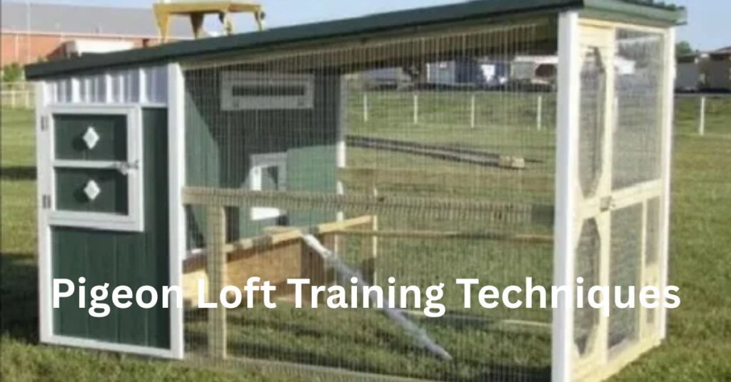 pigeon loft training