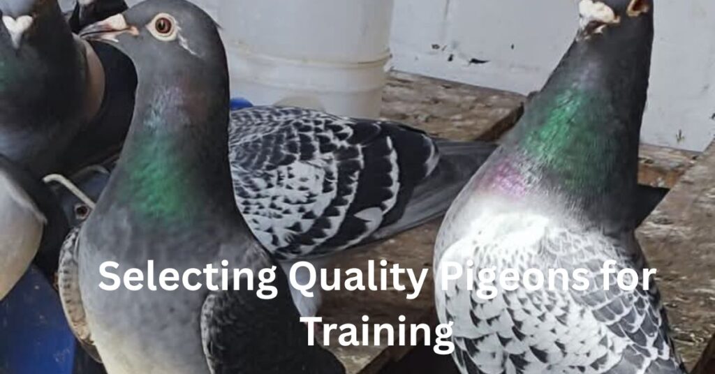 best Pigeon image