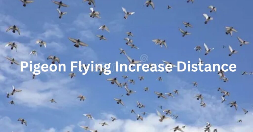 Flying Pigeon