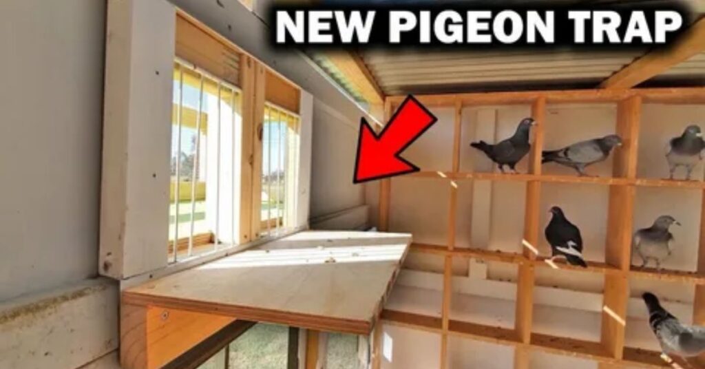 pigeon training start