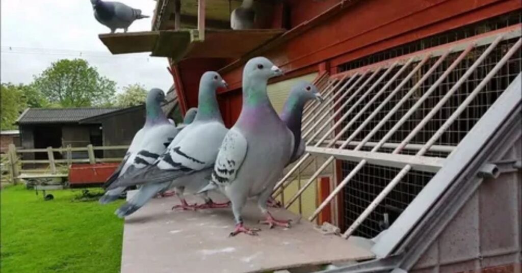 pigeon after flying