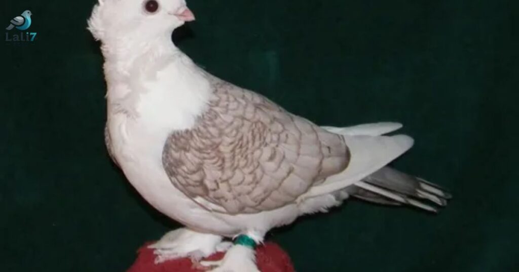 pigeon