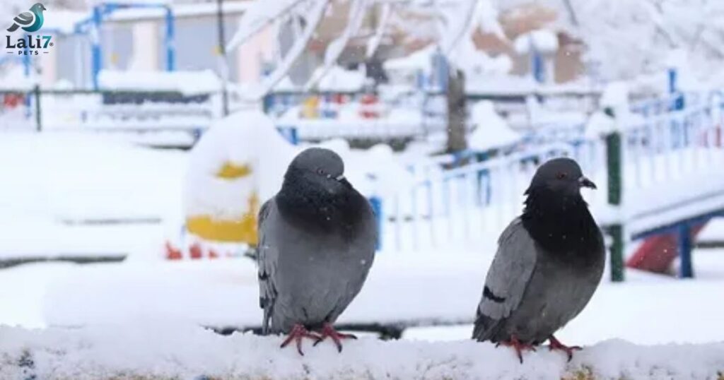 do pigeon get cold