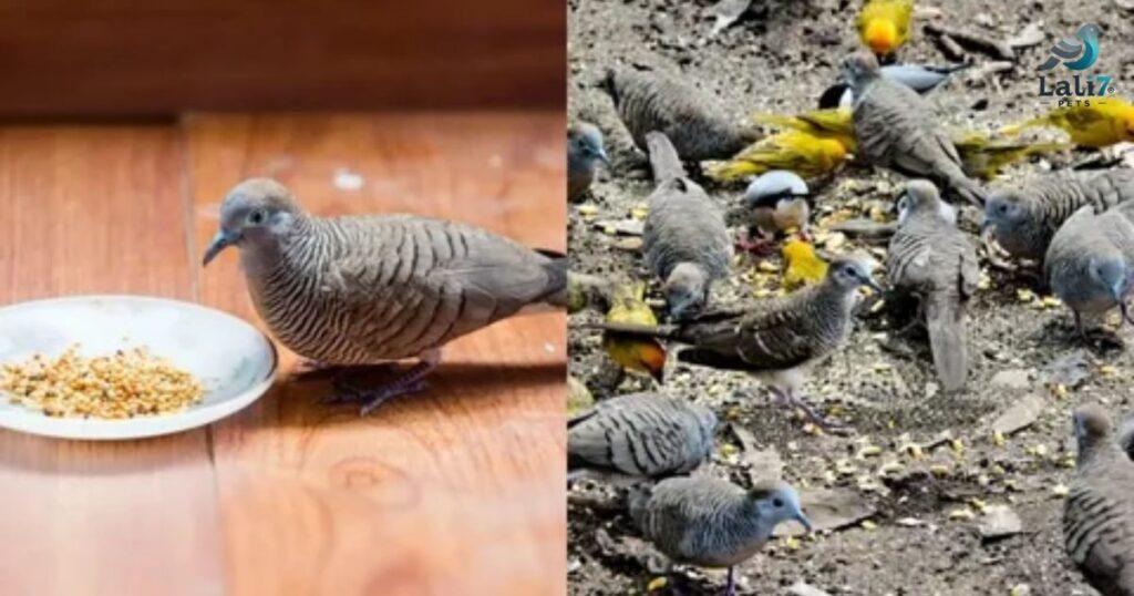 Food for Pigeons and Doves