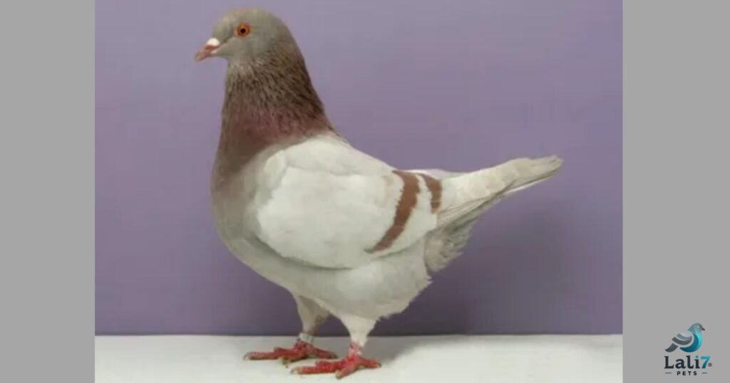 Texan Pioneer Pigeon