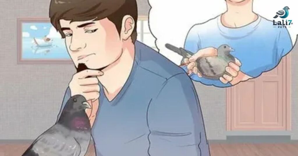 how to take care of a pigeon