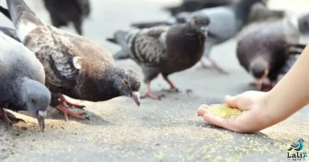 what-can-pigeons-eat