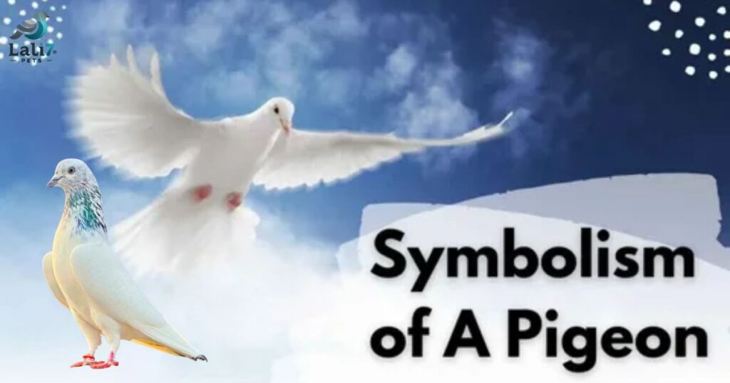 What Do Pigeons Symbolize