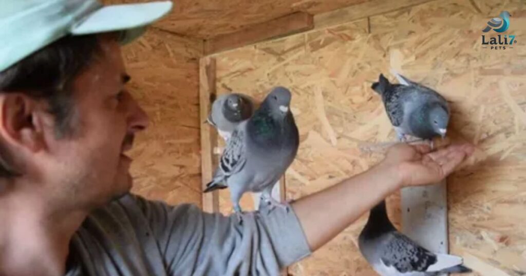 How to Care for a Pigeon