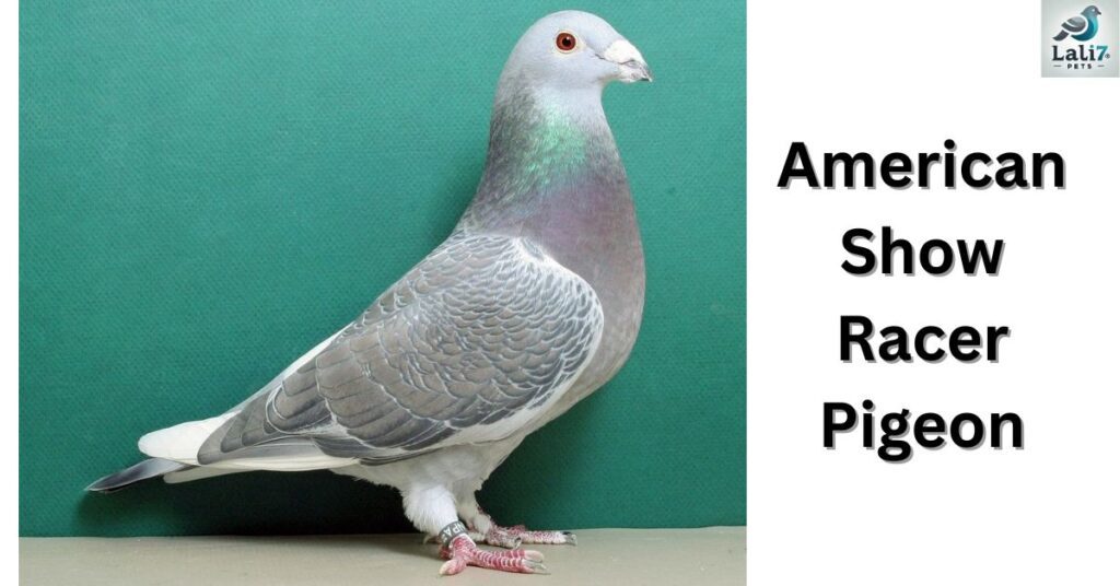 American Show Racer Pigeon
