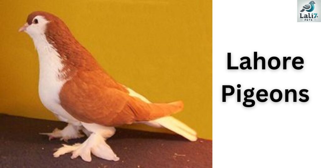 Lahore Pigeons