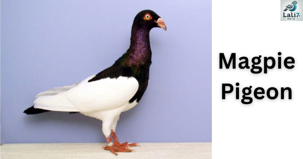 Magpie Pigeon