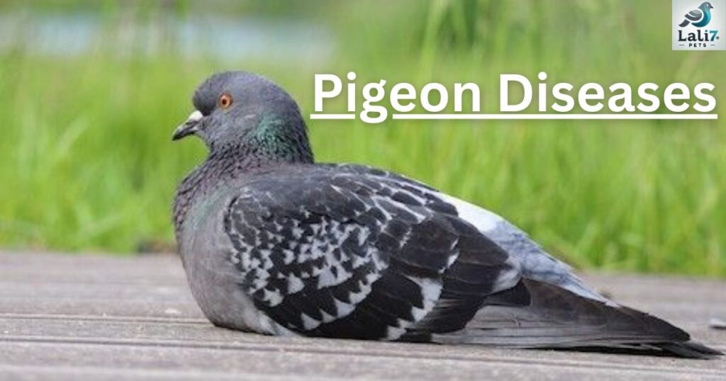 Pigeon Diseases