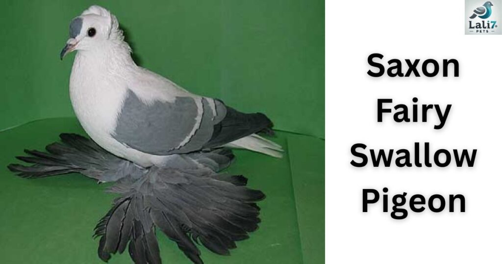 Saxon Fairy Swallow Pigeon