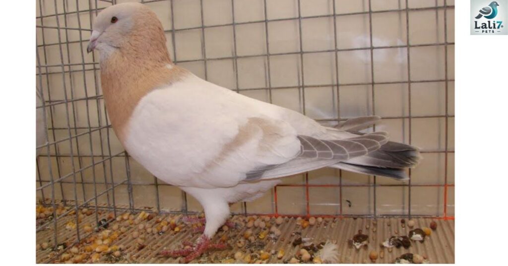 Syrian Dewlap Pigeon