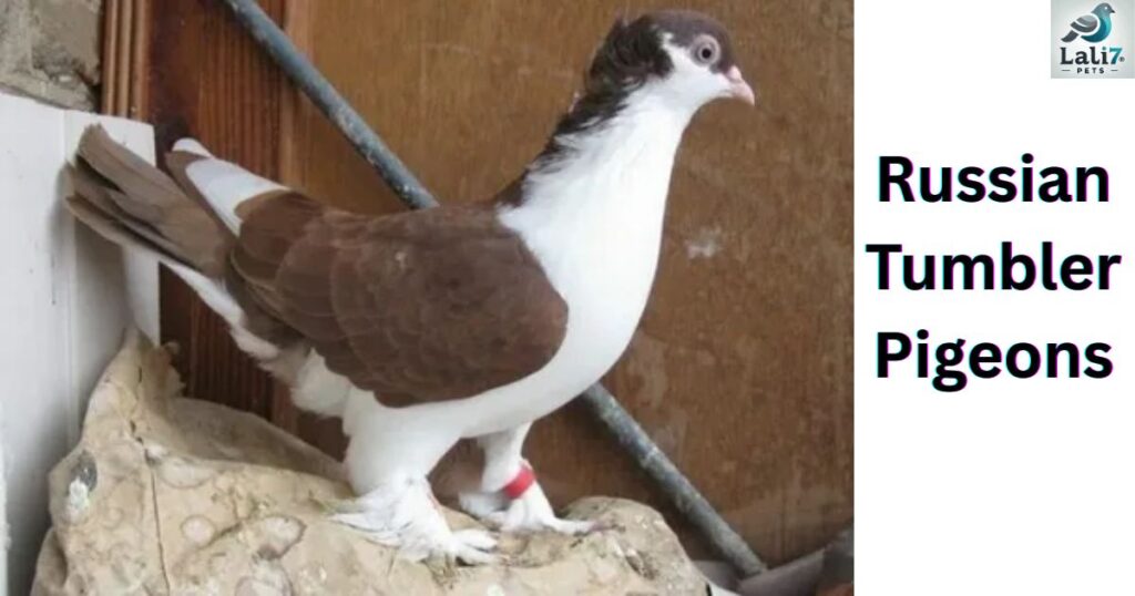 Syrian Dewlap Pigeon
