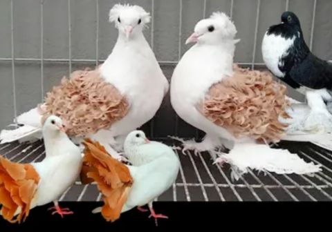 fancy pigeon