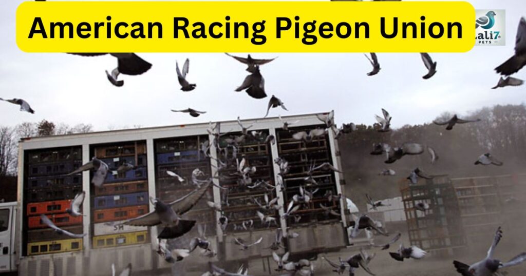 American Racing Pigeon Union
