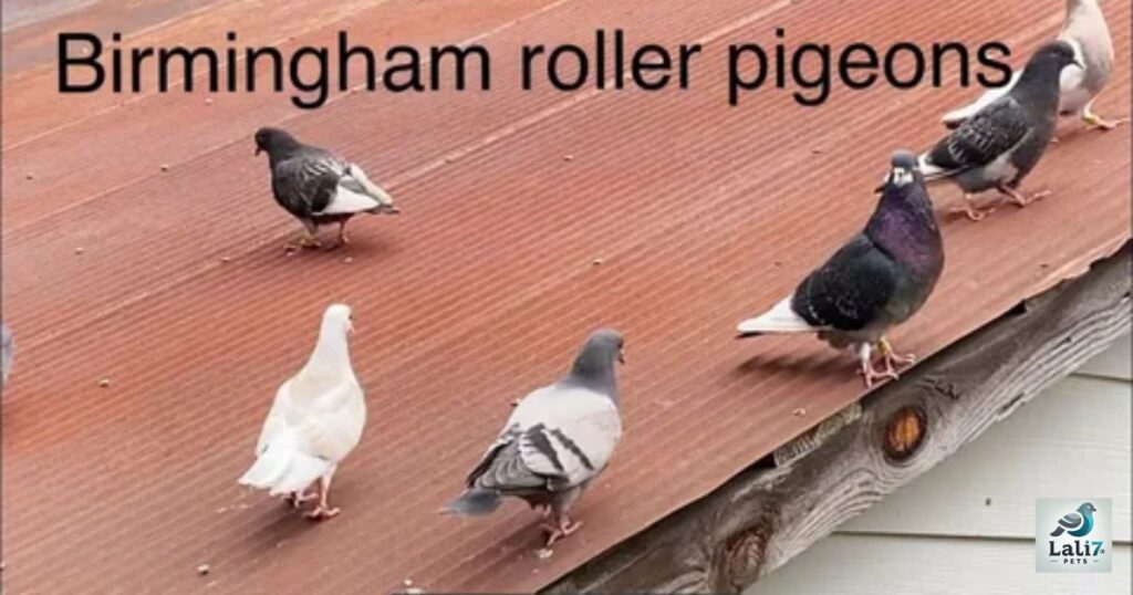 Birmingham Roller Pigeons