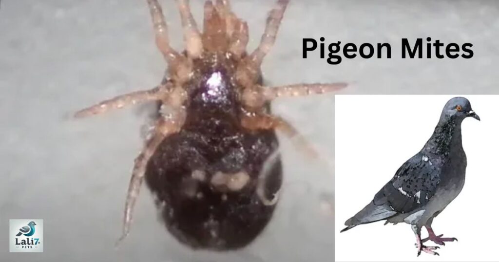 Pigeon Mites