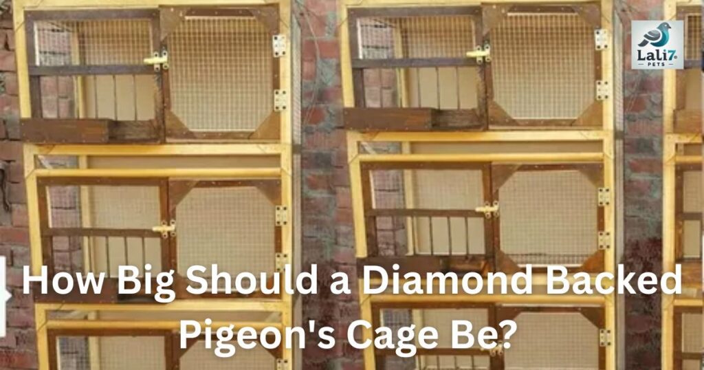 How Big Should a Diamond Backed Pigeon's Cage Be