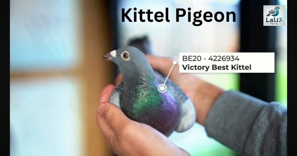 Kittel Pigeon