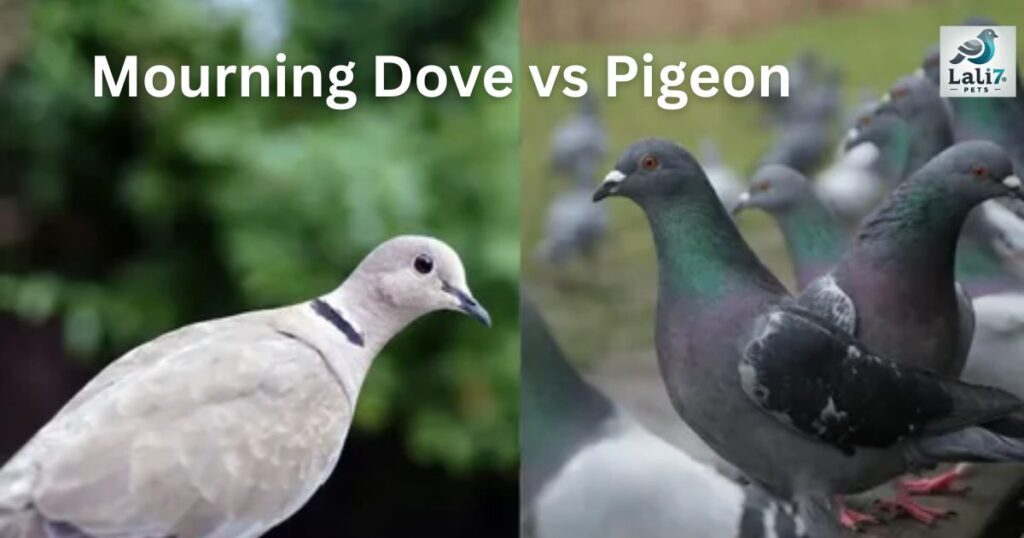 Mourning Dove vs Pigeon