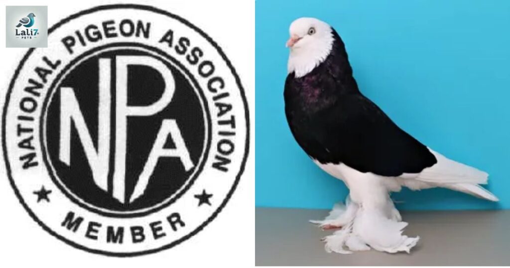 National Pigeon Association