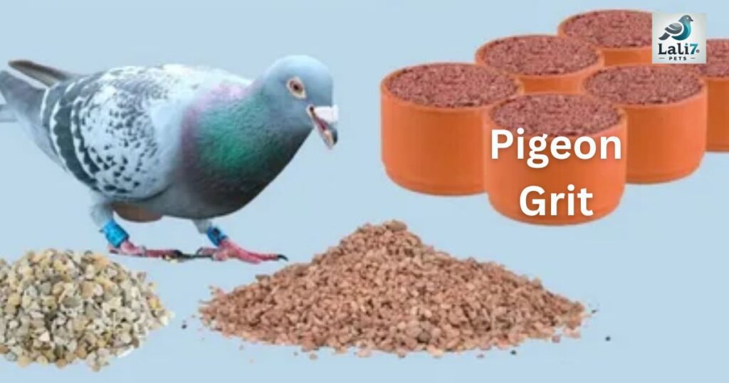 Pigeon Grit