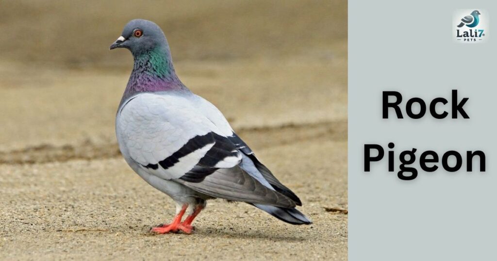 Rock Pigeon