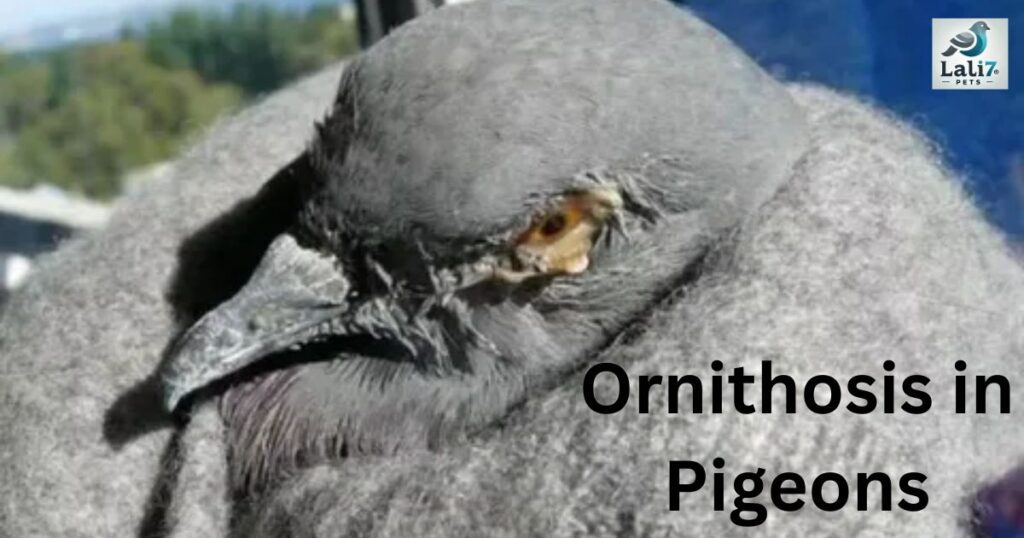 ornithosis in pigeons