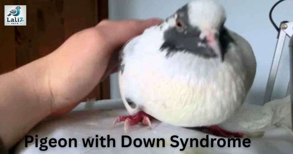 pigeon with Down syndrome