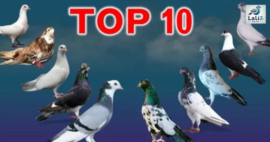 top 10 High-Flying Pigeons in India