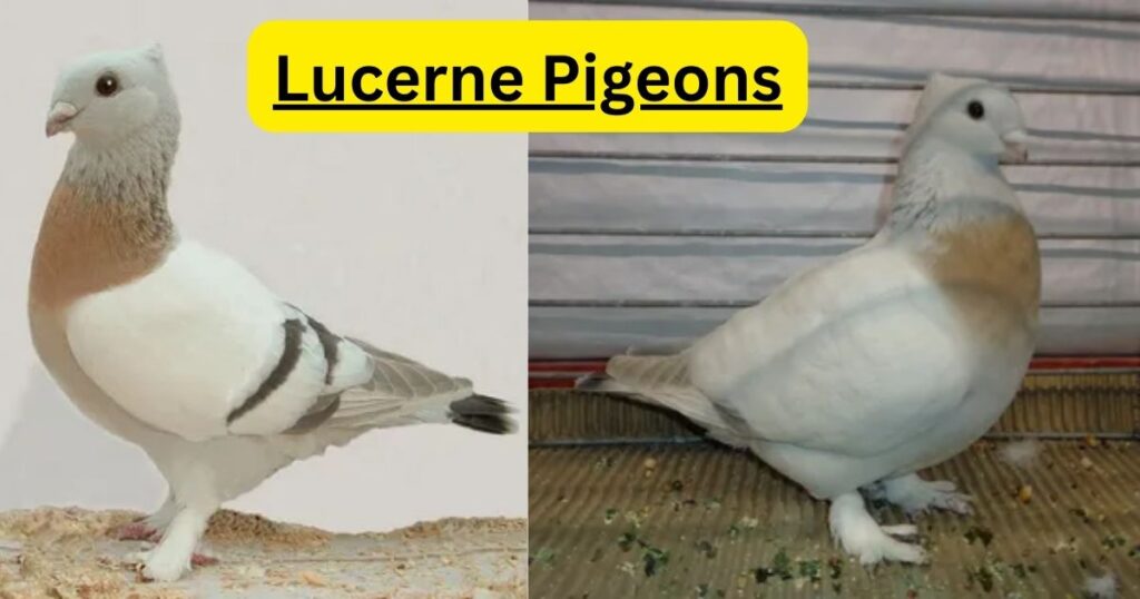Lucerne Pigeons