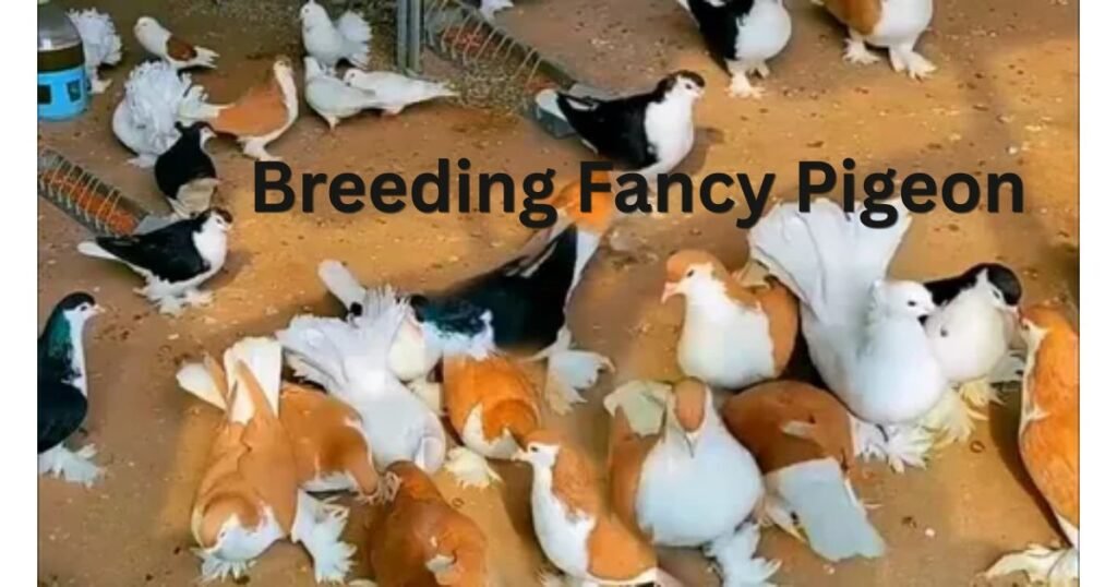 Breeding Fancy Pigeon