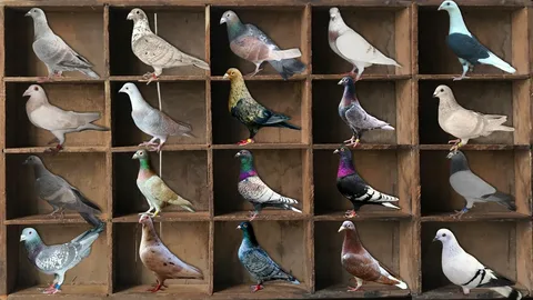 Rare Pigeon Breeds