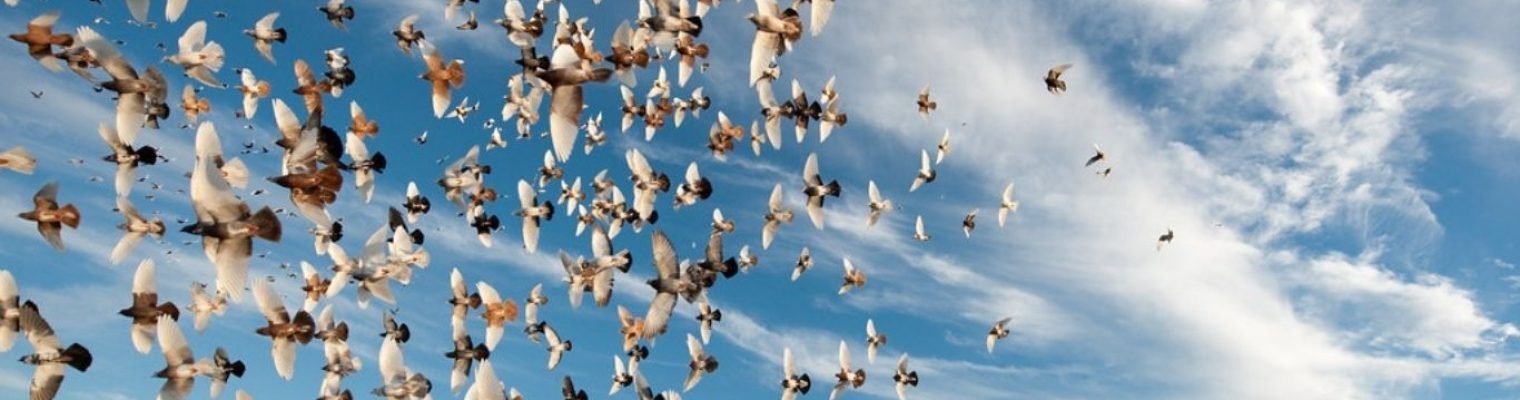 Training Pigeon